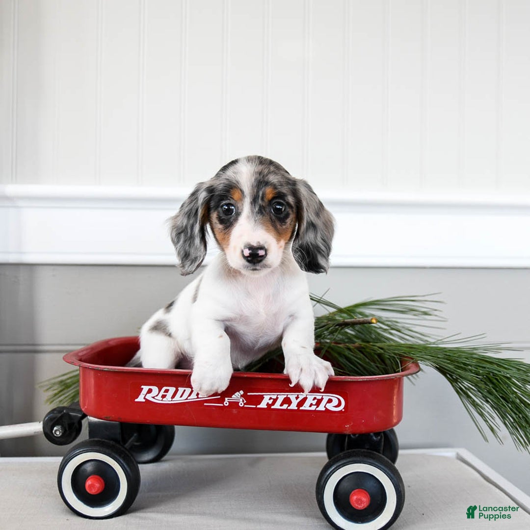 Dachshund dogs for sale: Joelle - Ad 2