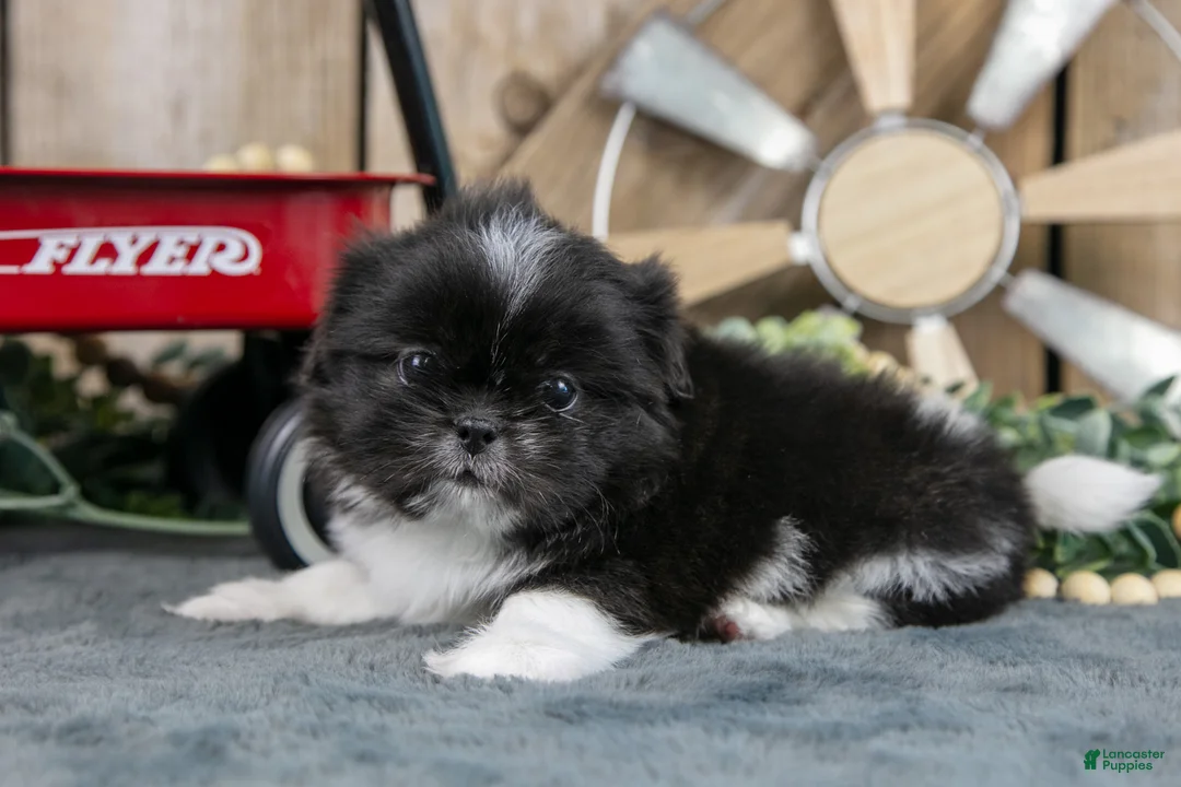 Shih Tzu dogs for sale: Ember - Ad 2