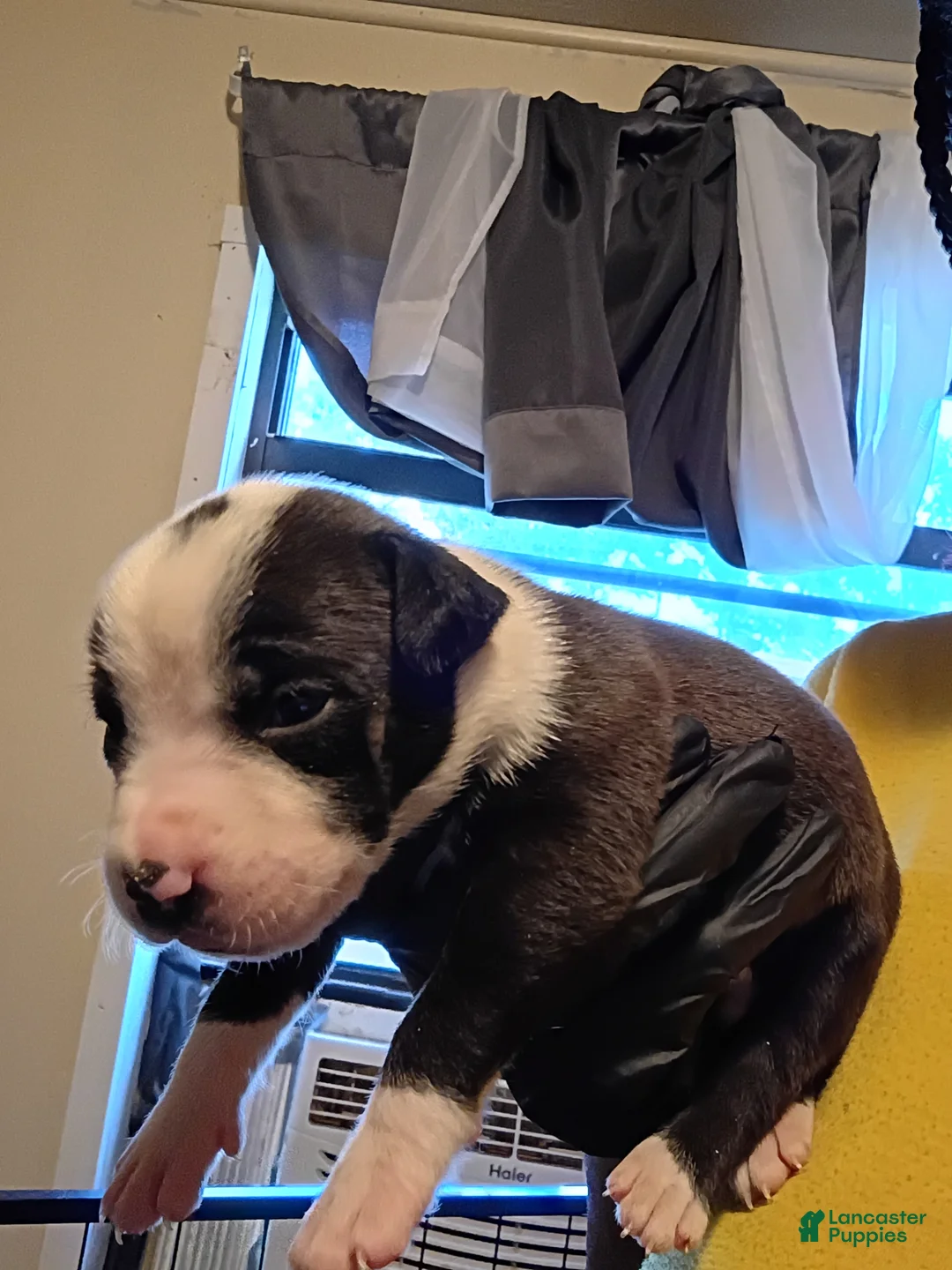 Mixed Breed dogs for sale: Mixed Breed Puppy 5 - Ad 1