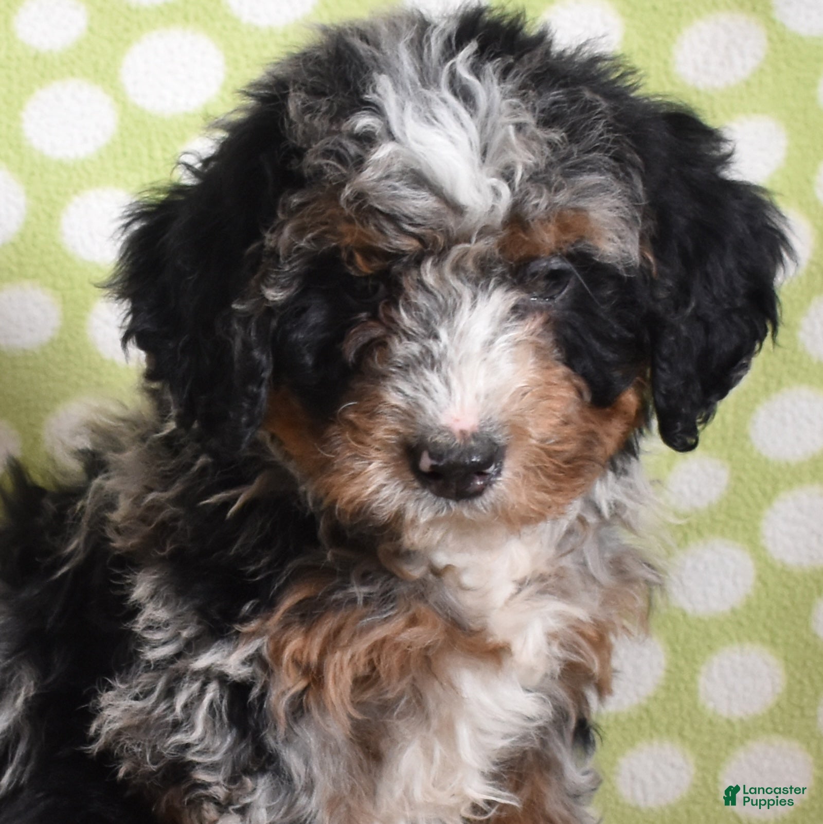 Bernedoodle dogs Guinness - Ad 20