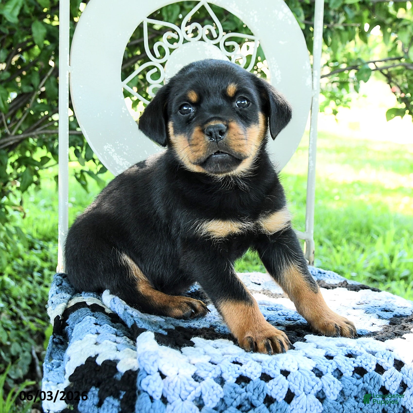 Rottweiler dogs for sale: Jenna - Ad 3