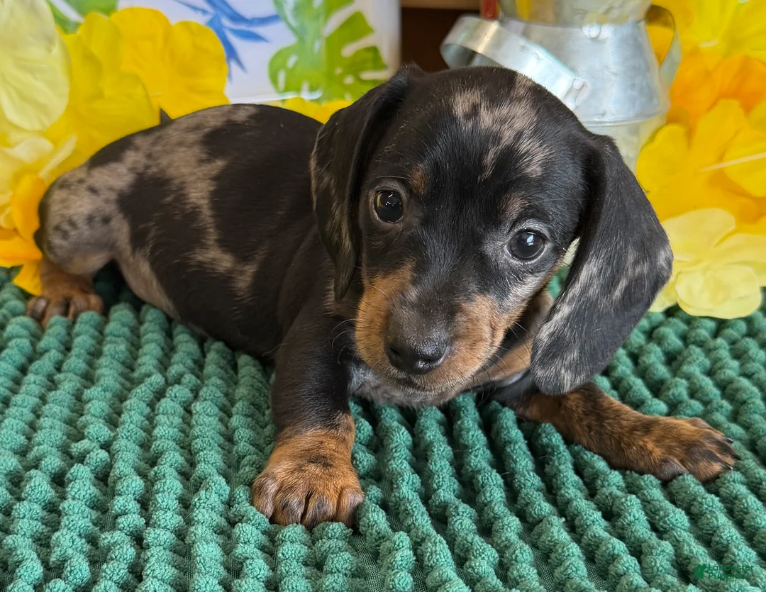 Miniature Dachshund dogs for sale: Poppy - Ad 2