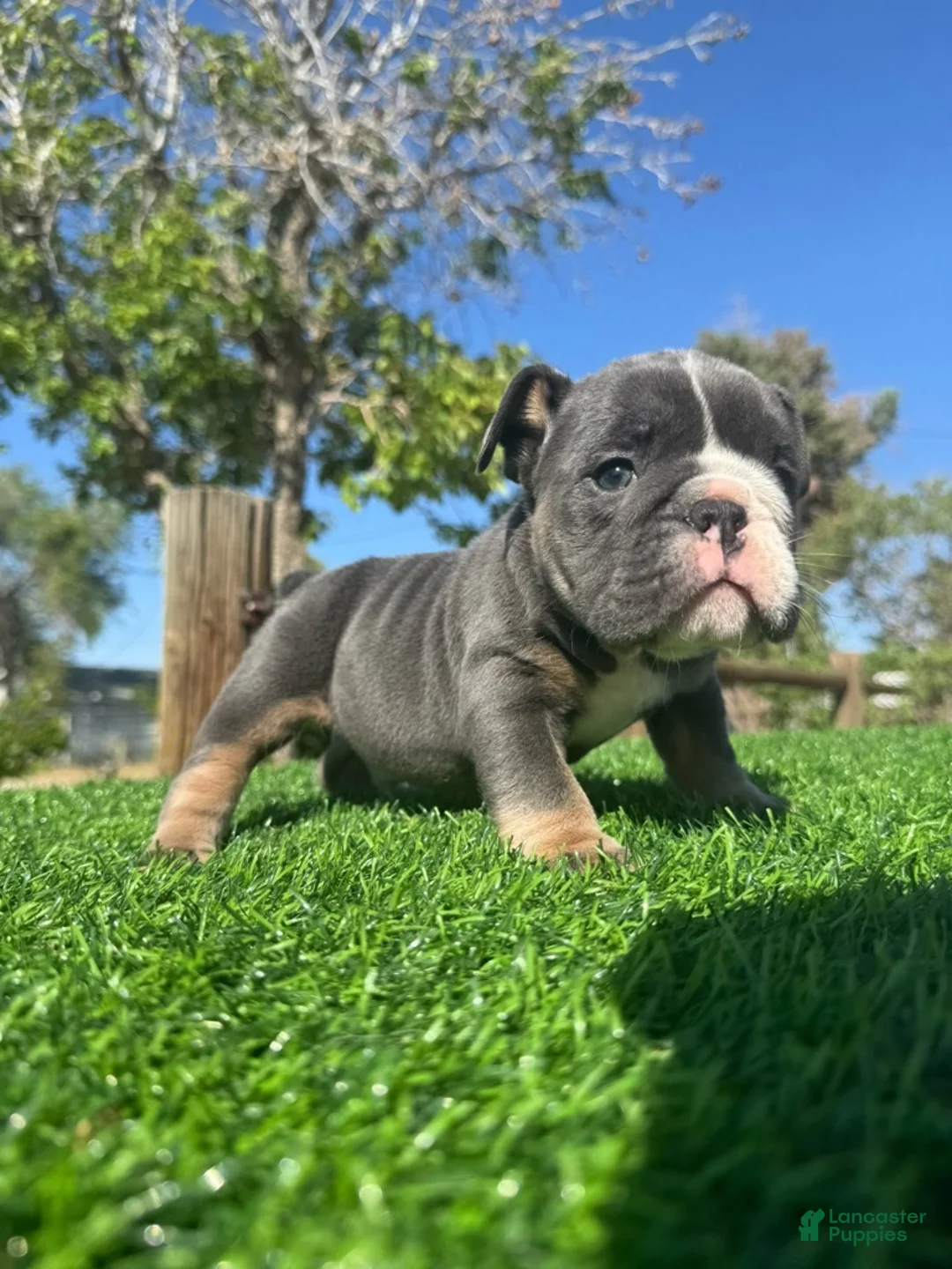 English Bulldog dogs for sale: NIPSEY - Black Tri Male – Top Structure! Ready Now! - Ad 7