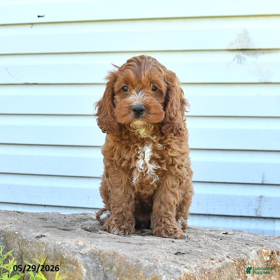 Cockapoo dogs Handsome - Ad 1