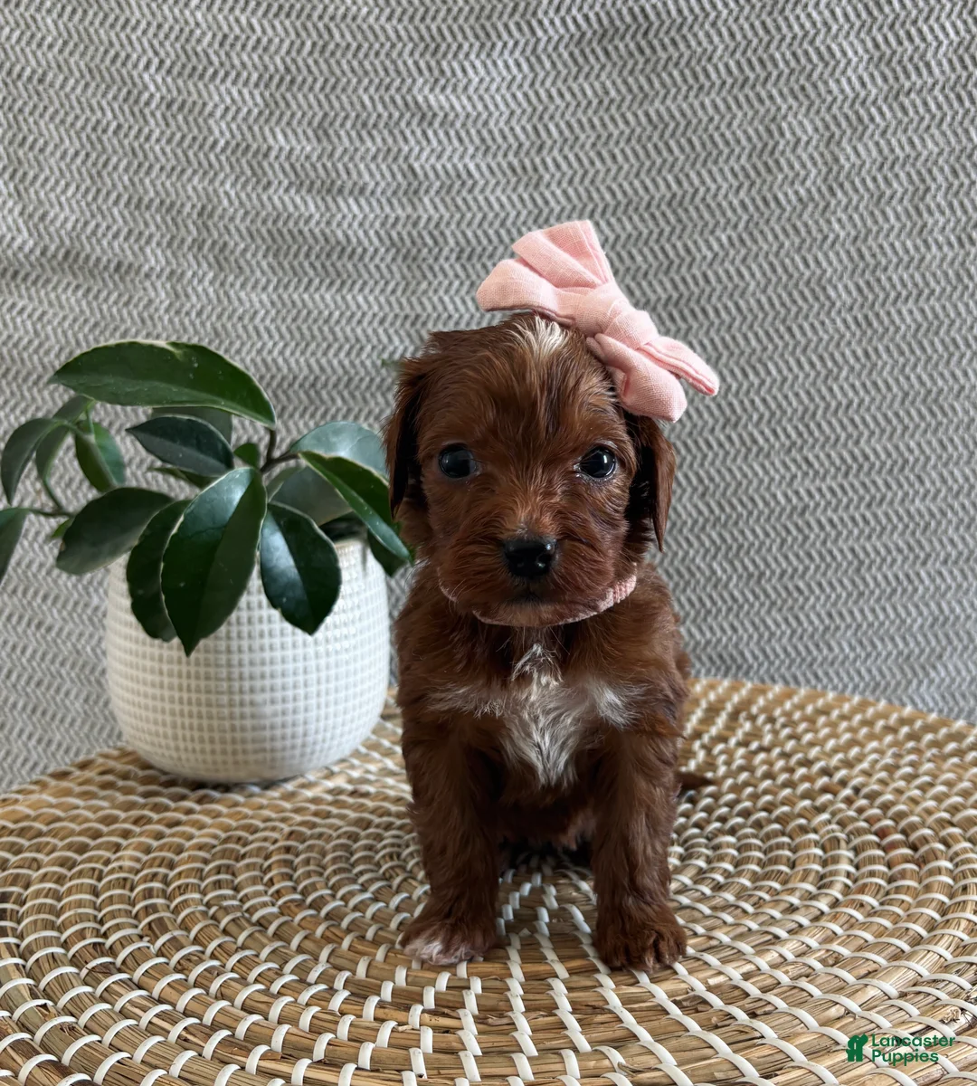 Irish Doodle dogs for sale: Sweetie - Ad 1