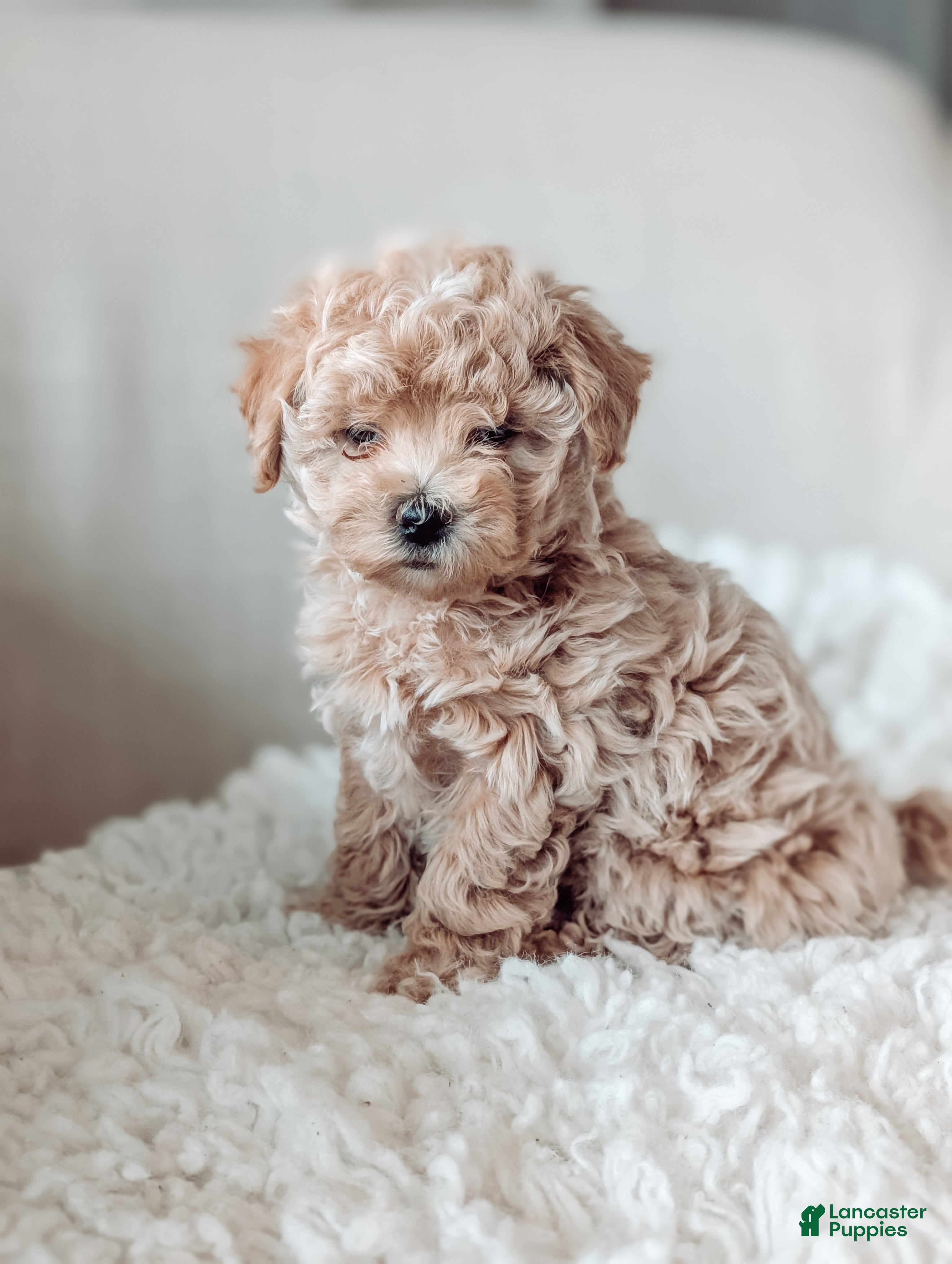 Maltipoo dogs Jenna - Ad 1