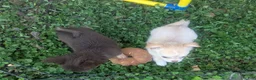 Chihuahua dogs for sale: Cherry LC Female  - Ad 8