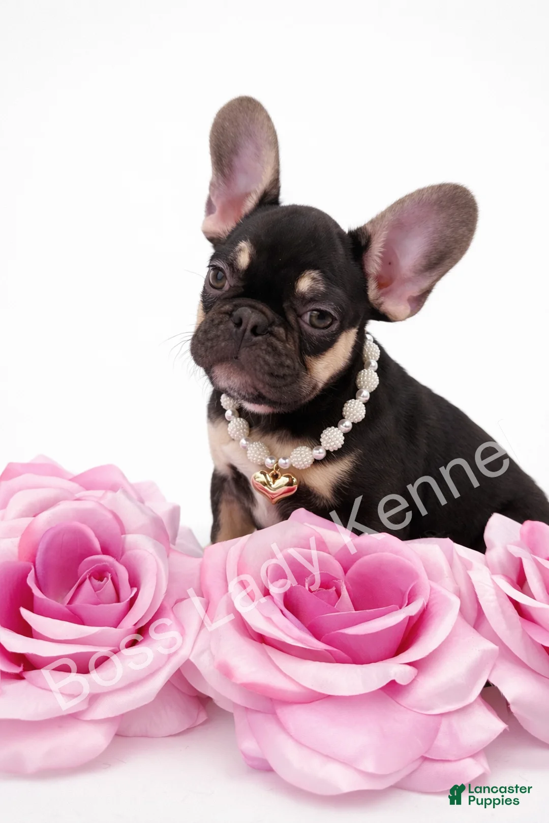 French Bulldog dogs for sale: French Bulldog Puppy 2 - Ad 1