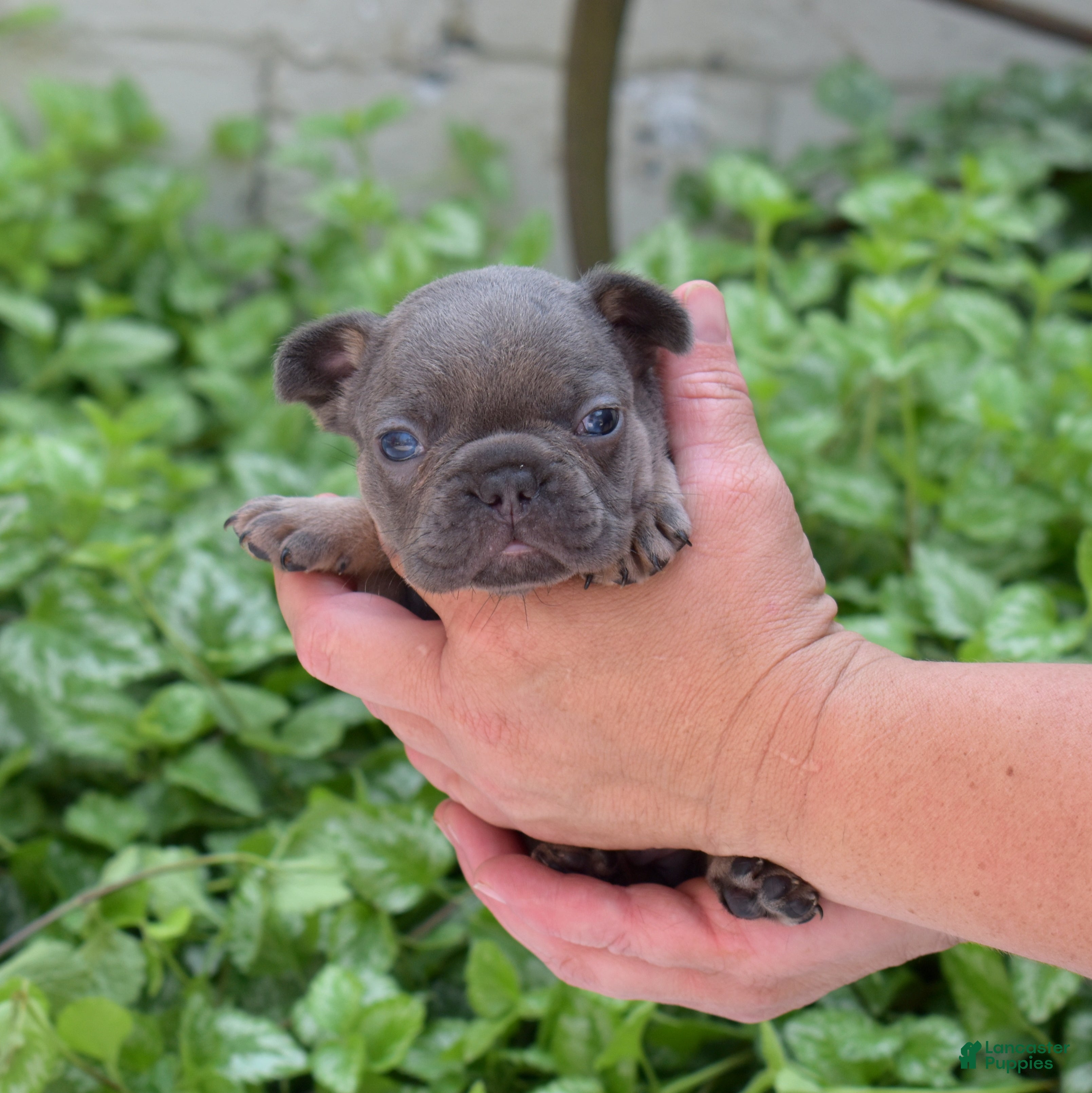French Bulldog dogs Bruce  - Ad 2