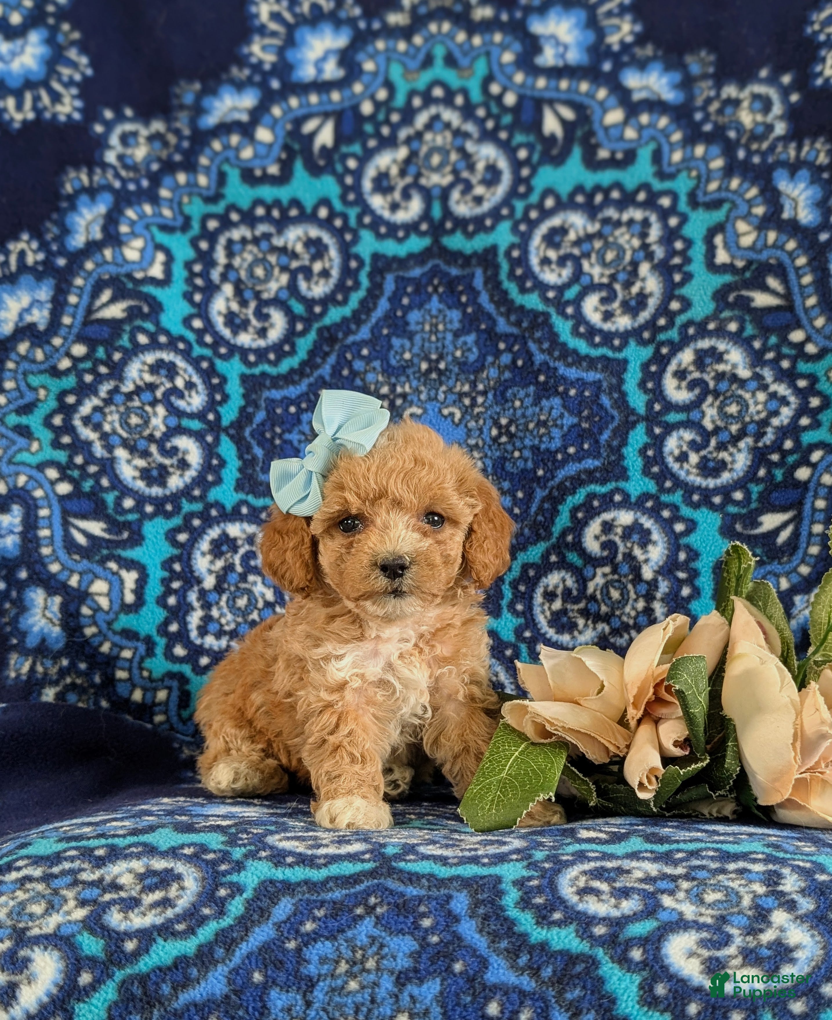 Bichpoo dogs for sale: Roxie 9 lbs Full grown - Ad 3