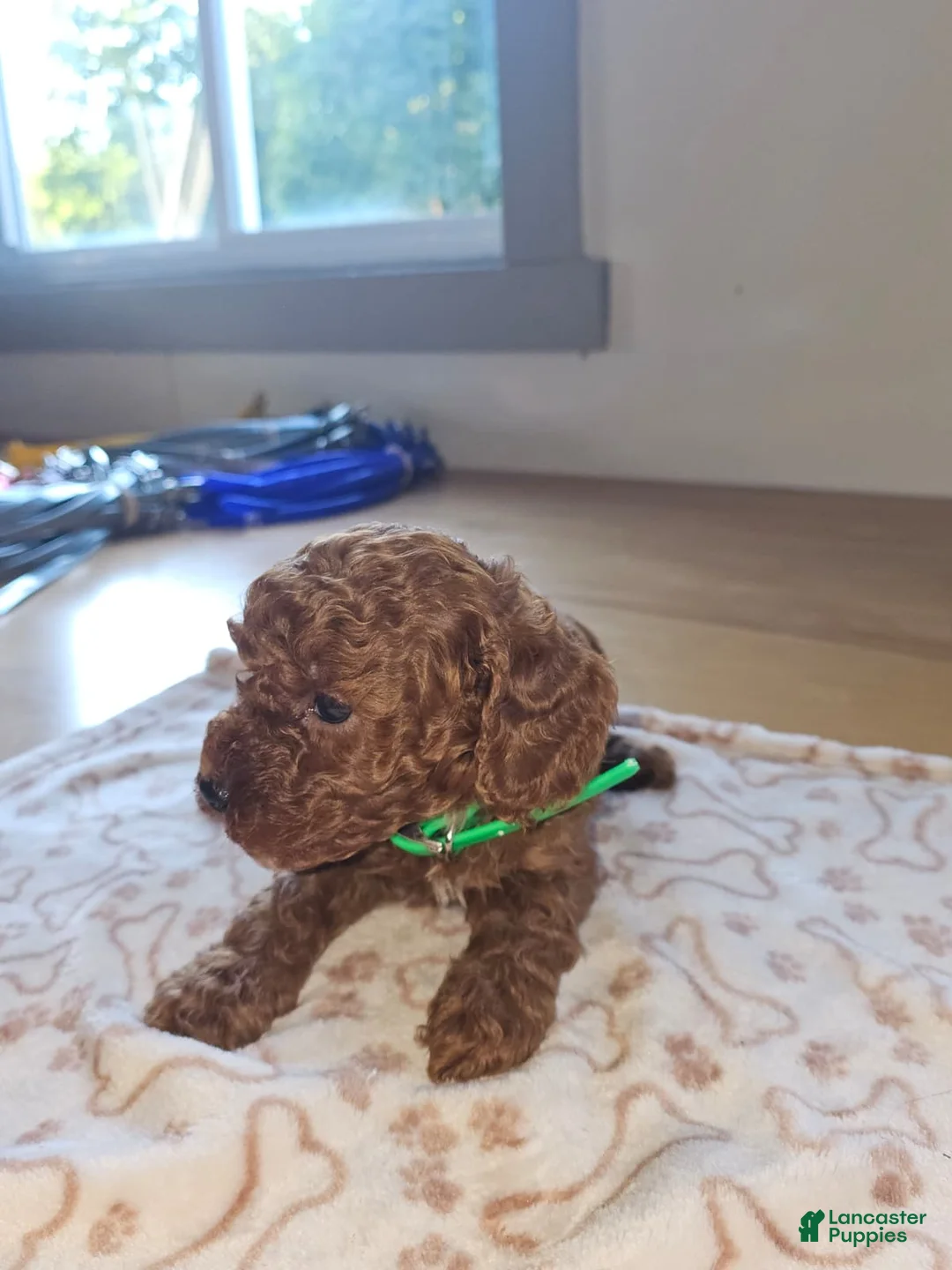 Miniature Poodle dogs for sale: Elvis - Ad 5