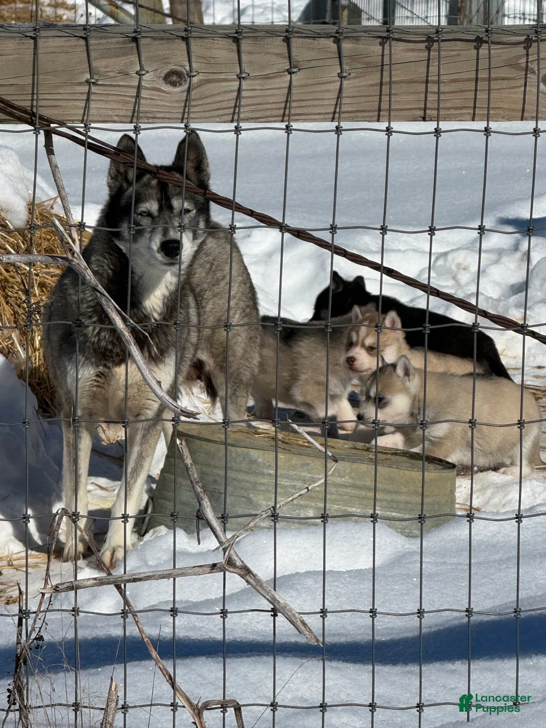 Siberian Husky dogs for sale: Zoe - Ad 4