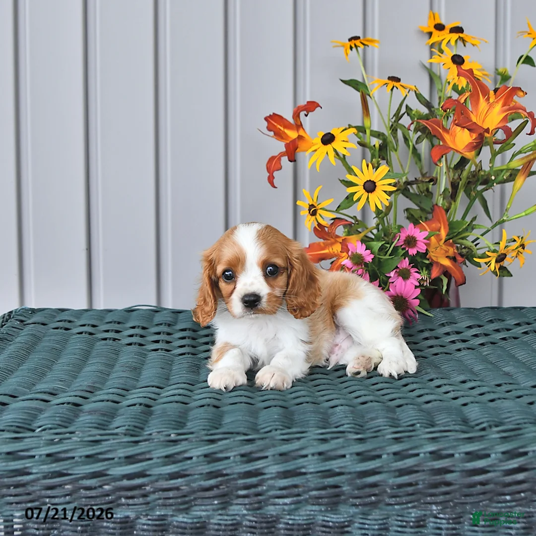 Cavalier King Charles Spaniel dogs for sale: Bentley - Ad 1