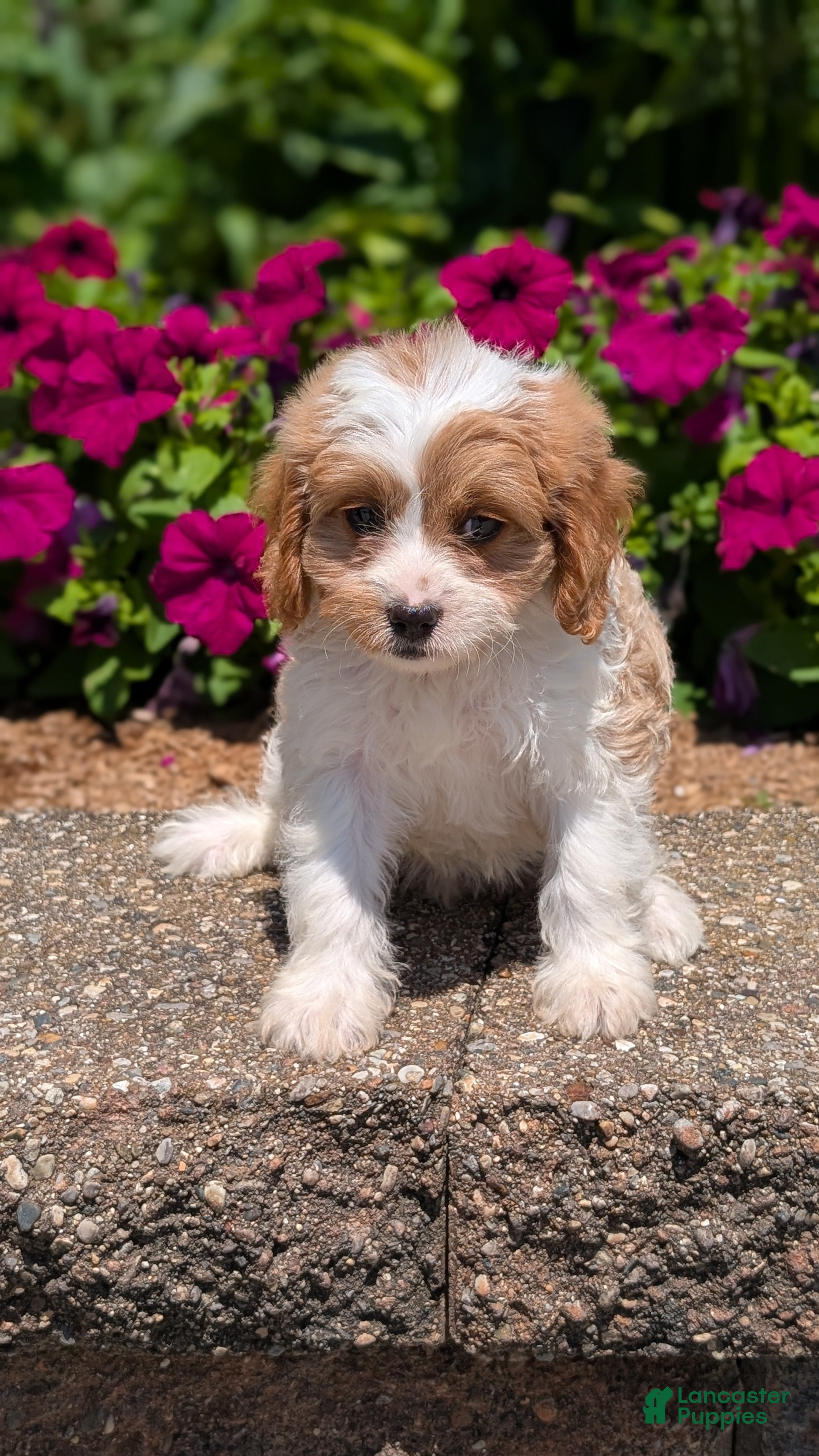 Cavapoo dogs Rayna - Ad 2