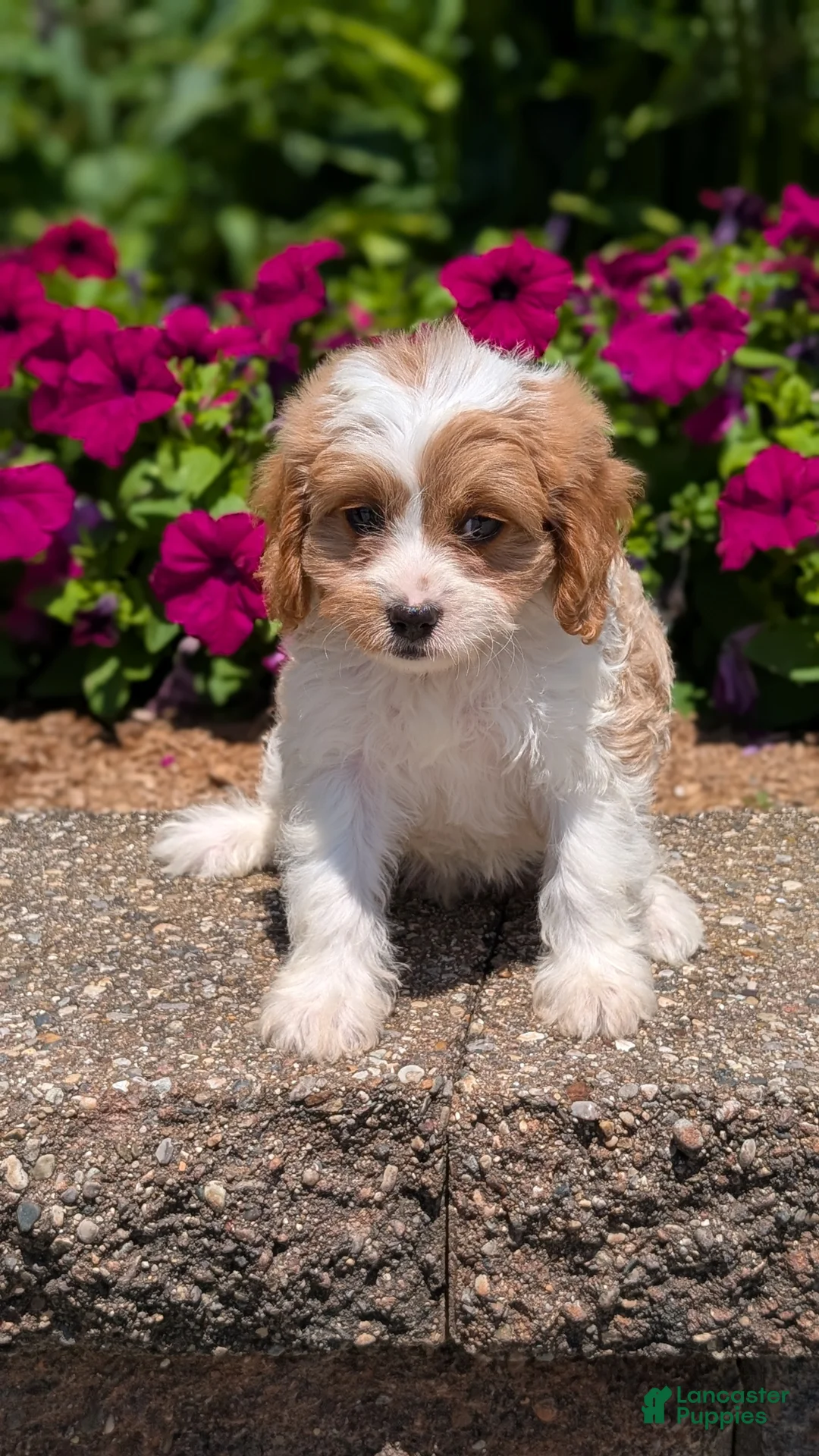 Cavapoo dogs for sale: Rayna - Ad 2