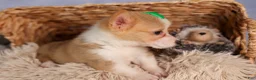 Welsh Corgi Pembroke dogs for sale:  Cody 🐾🐶 - Ad 17