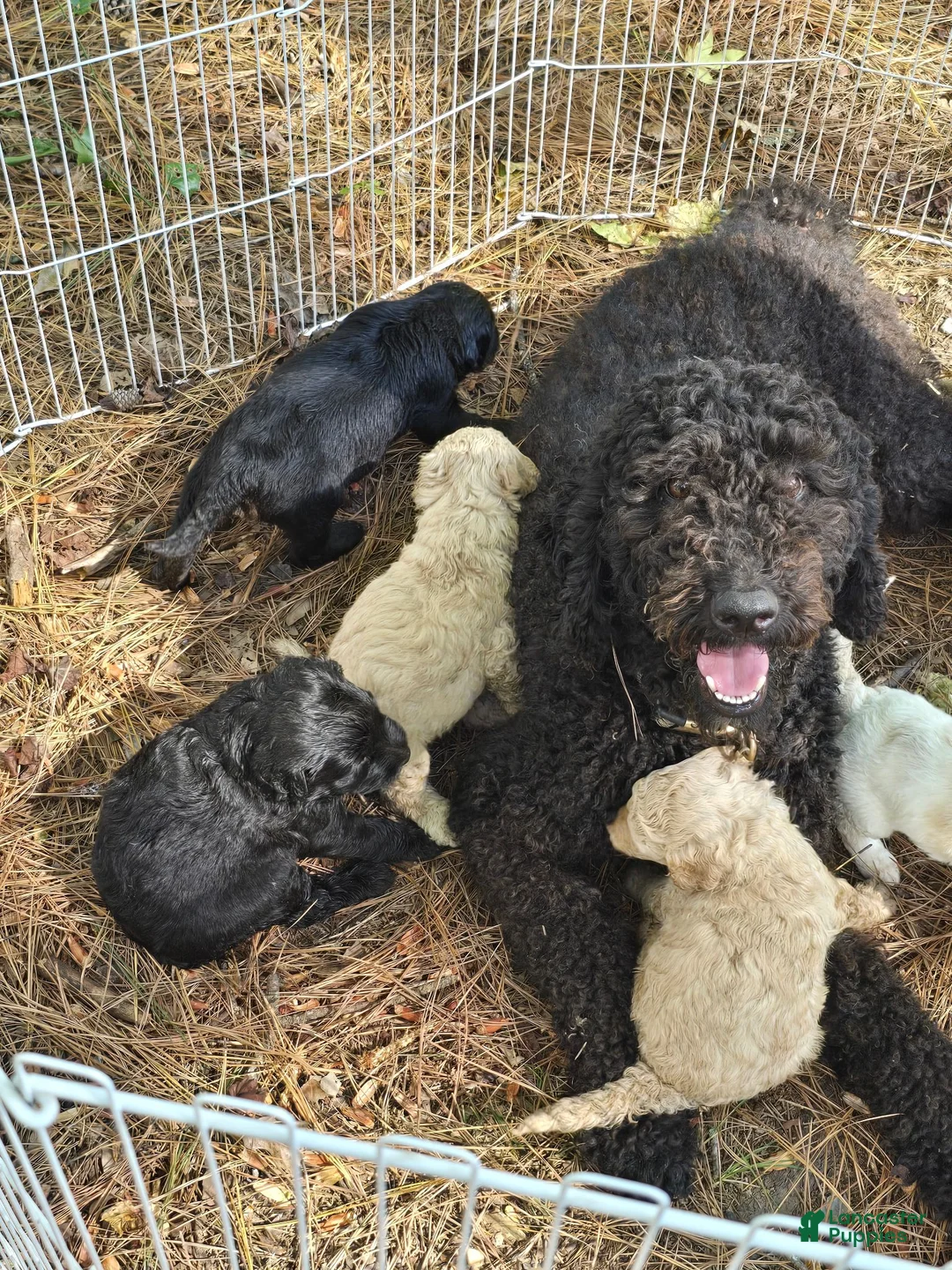 Goldendoodle dogs for sale: Goldendoodle 3 - Ad 2