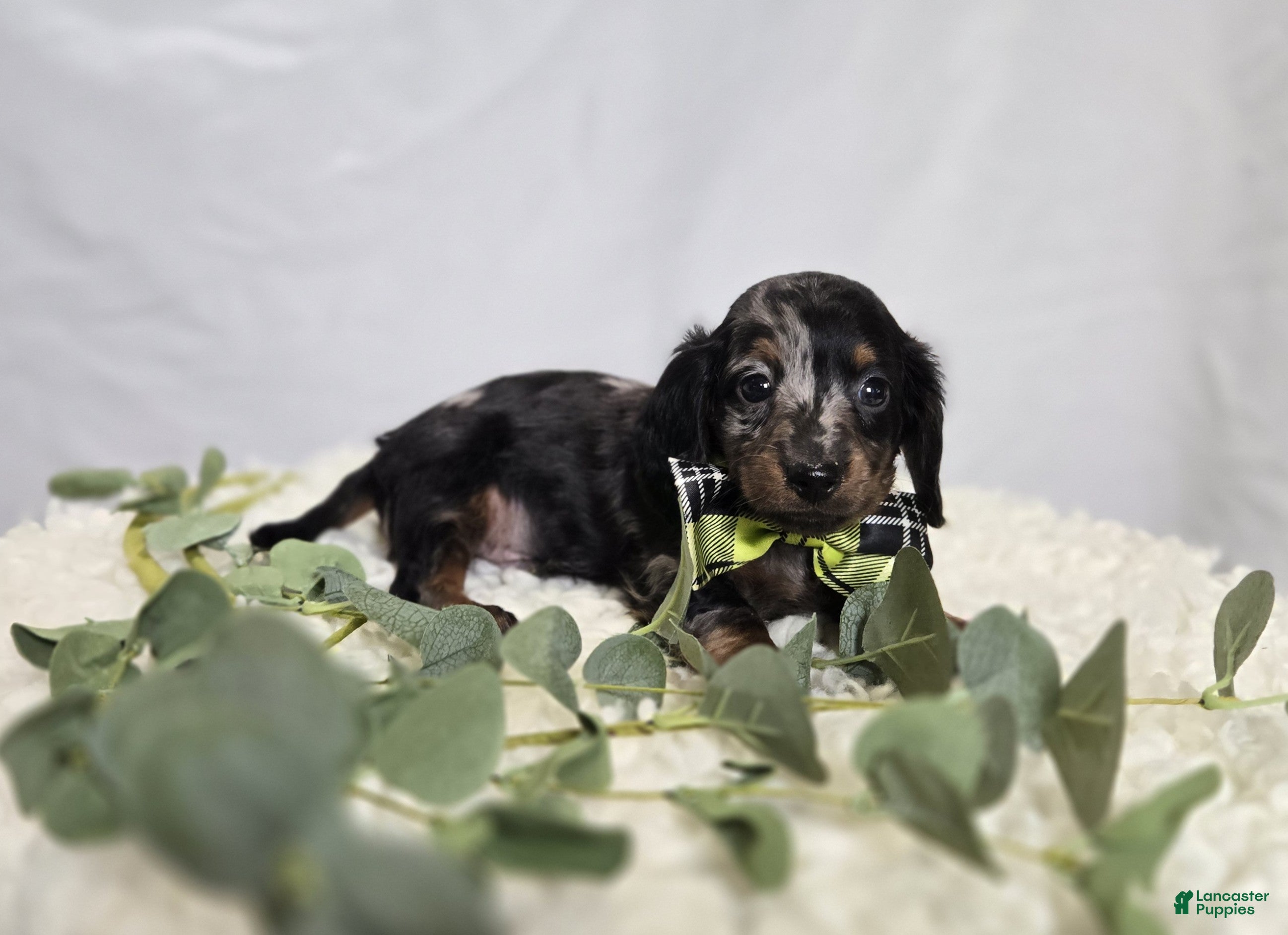 Miniature Dachshund dogs Kyle - Ad 2