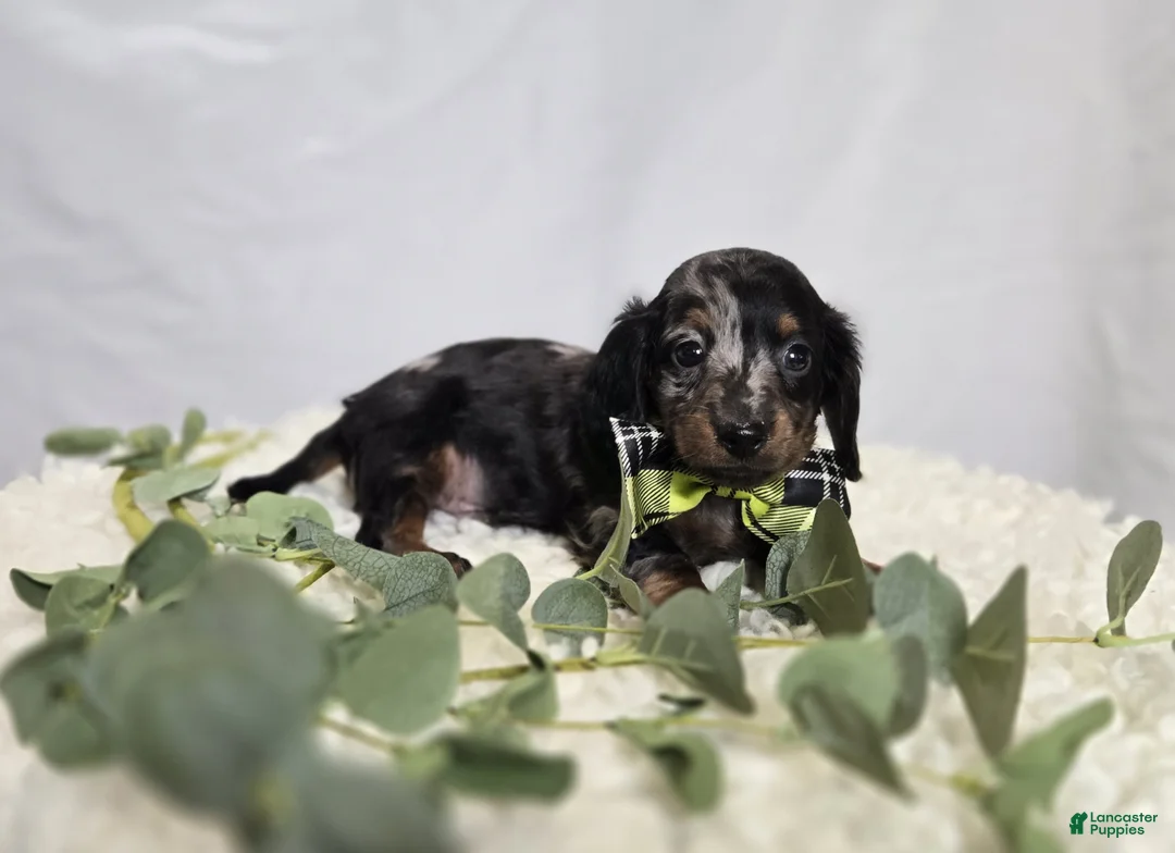 Miniature Dachshund dogs for sale: Kyle - Ad 2