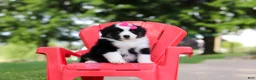Miniature Australian Shepherd dogs for sale: Cisco - Ad 6