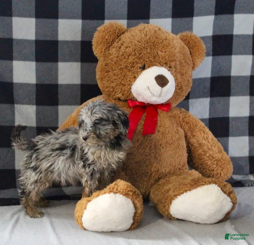 Mixed Breed dogs for sale: Baxter - Ad 5