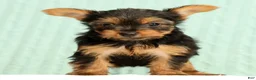 Yorkshire Terrier dogs for sale: Talia - Ad 6