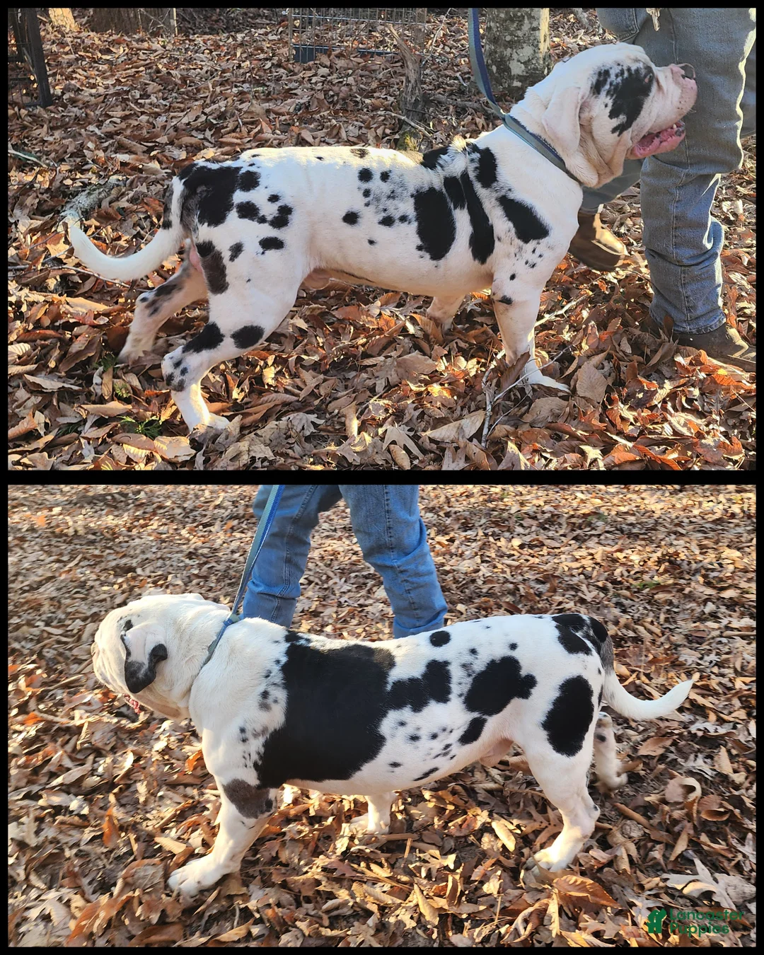Alapaha Blue Blood Bulldog dogs for sale: Bishop - Ad 3
