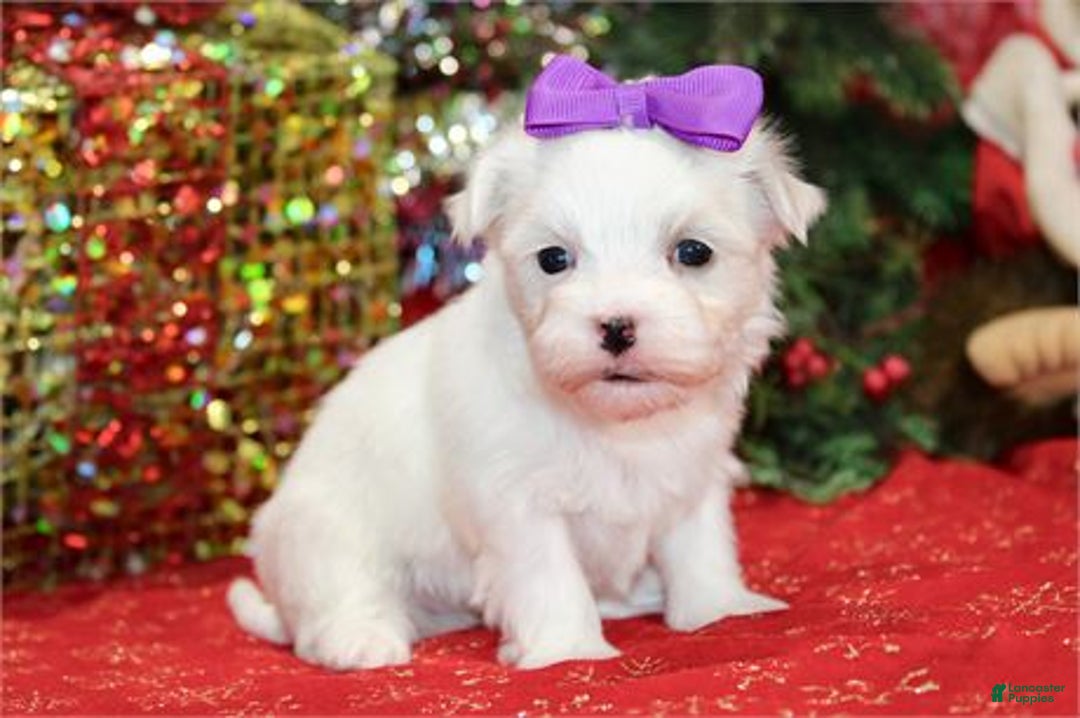 Maltese dogs for sale: Maltese Puppy 2 - Ad 3