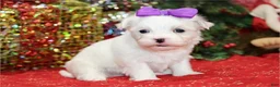 Maltese dogs for sale: Maltese Puppy 2 - Ad 3