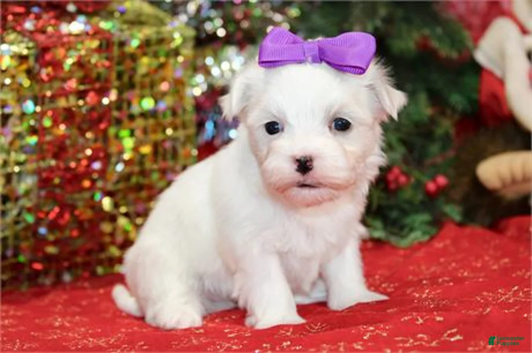 Maltese dogs for sale: Maltese Puppy 2 - Ad 3