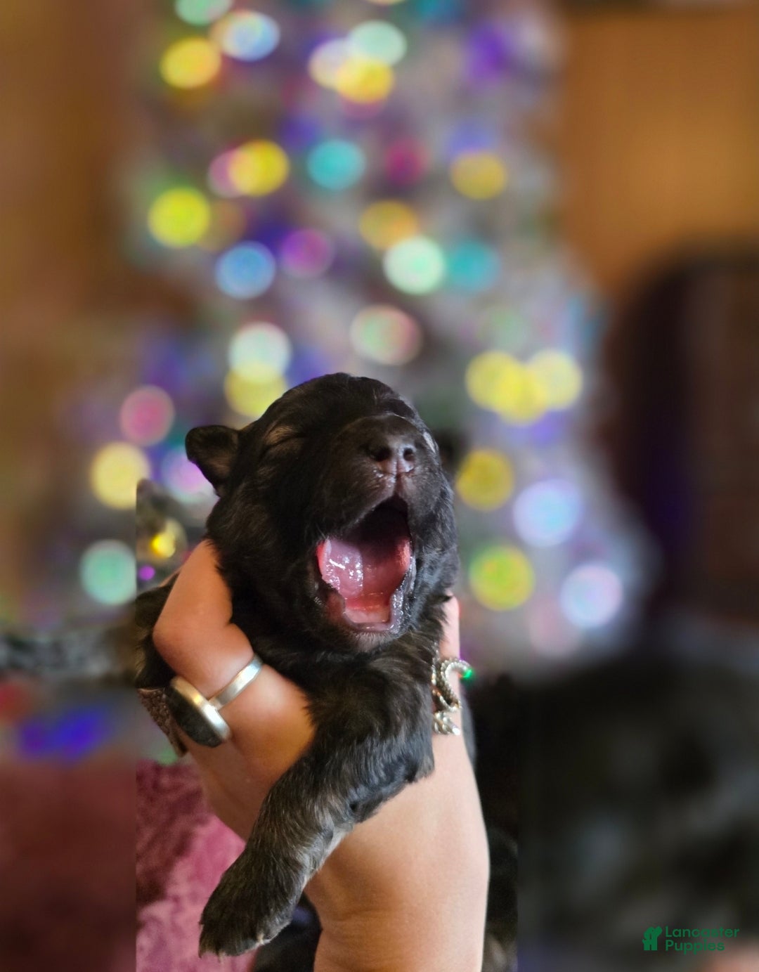 Mixed Breed dogs for sale: Eclipsa  - Ad 2