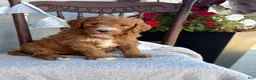 Goldendoodle dogs for sale: Cozette - Ad 6