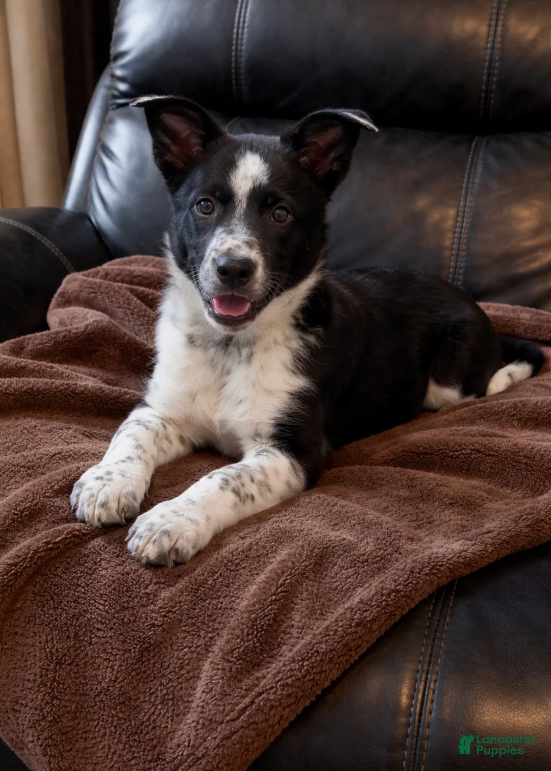 Australian Shepherd dogs for sale: Milo  - Ad 1