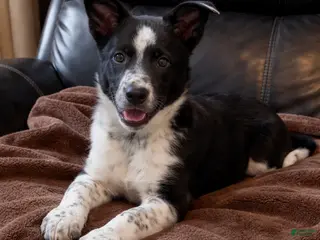 Australian Shepherd dogs Milo - Ad 38