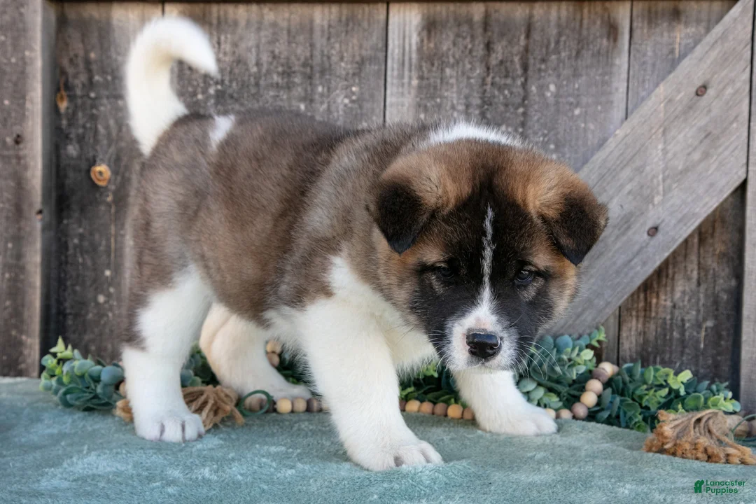 Akita dogs for sale: Spencer - Ad 1