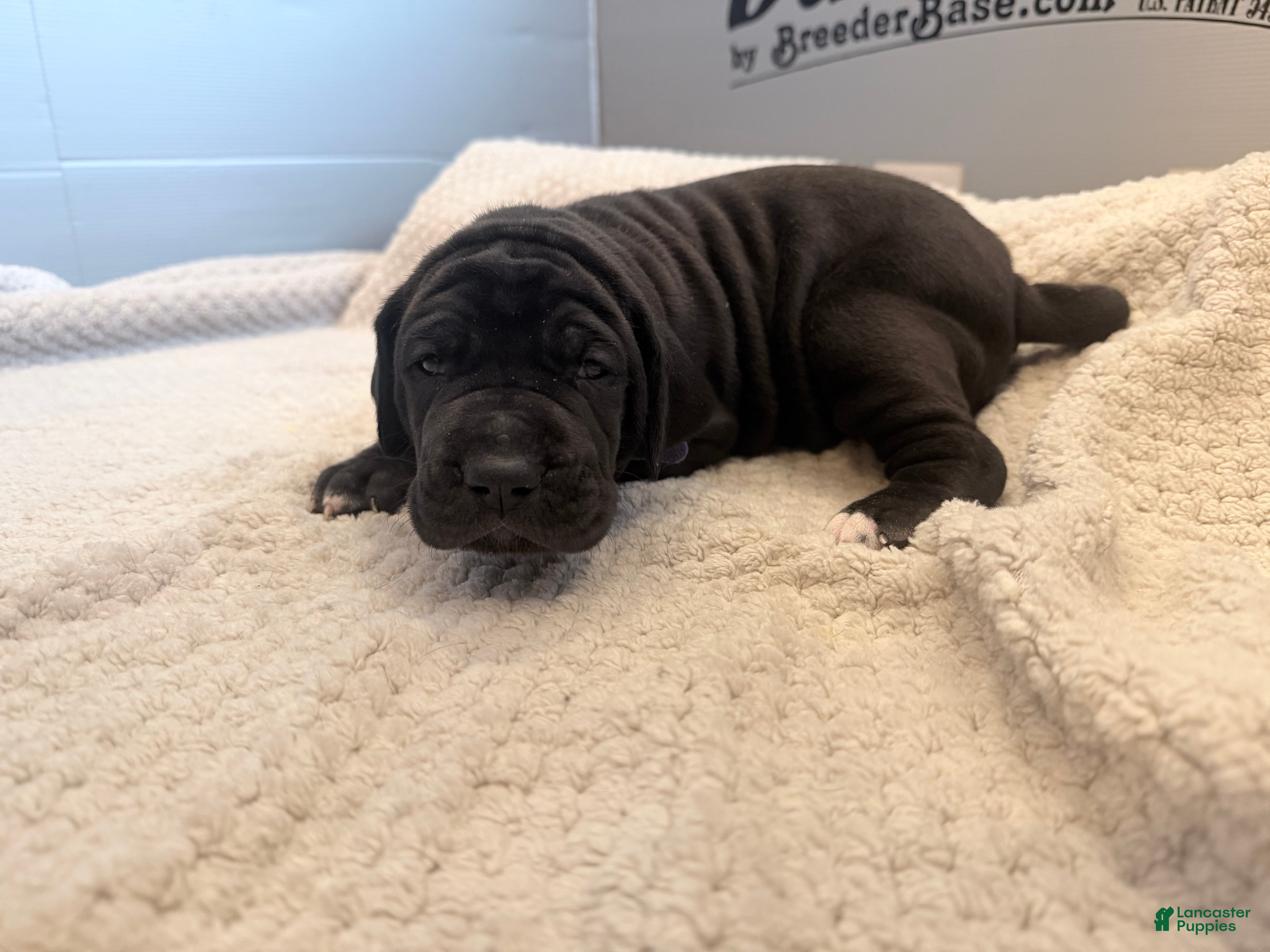 Great Dane dogs Purple Great Dane Girl 3 - Ad 2