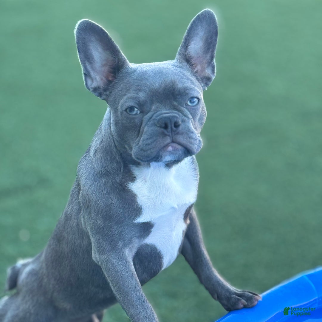 French Bulldog dogs for sale: Coltraine - Ad 2