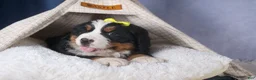 Bernese Mountain Dog dogs for sale: HEIDI - Ad 7