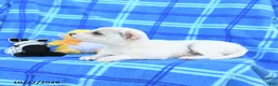 Chihuahua dogs for sale: Uno - Ad 4