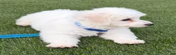 Bichon Frise dogs for sale: Bichon Frise 1 - Ad 2