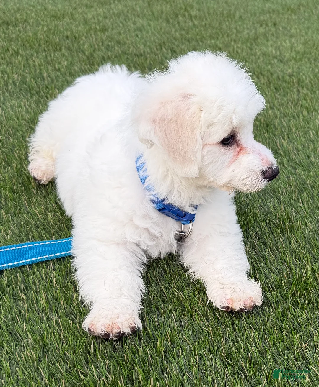 Bichon Frise dogs for sale: Bichon Frise 1 - Ad 2