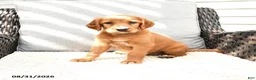Mixed Breed dogs for sale: Rosa  - Ad 1