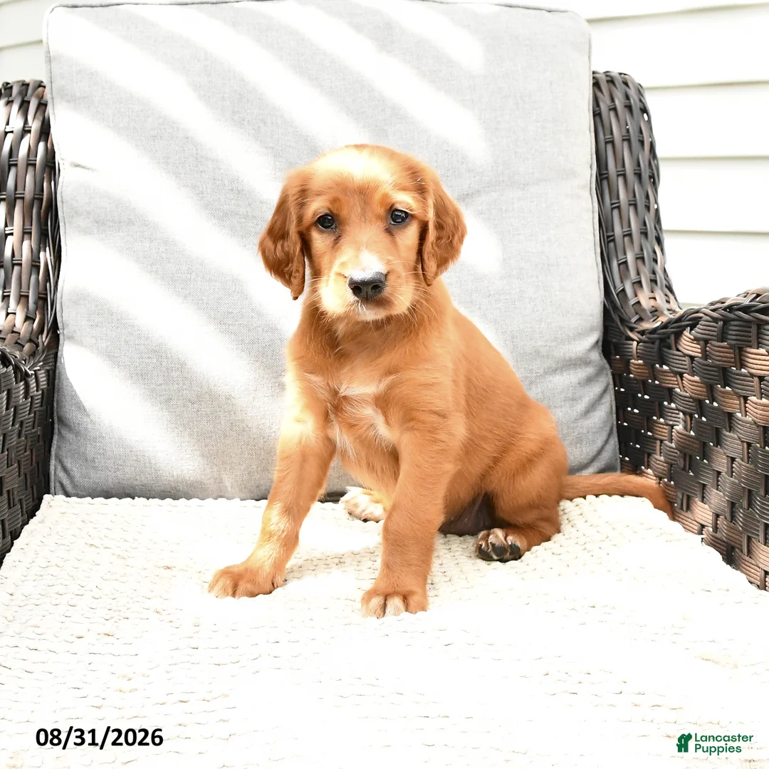 Mixed Breed dogs for sale: Rosa  - Ad 1