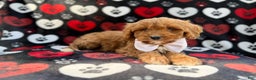 Cavapoo dogs for sale: Doc - Ad 2