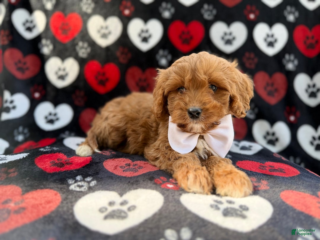 Cavapoo dogs for sale: Doc - Ad 2