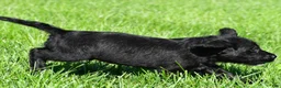 Labradoodle dogs for sale: Leo - Ad 11