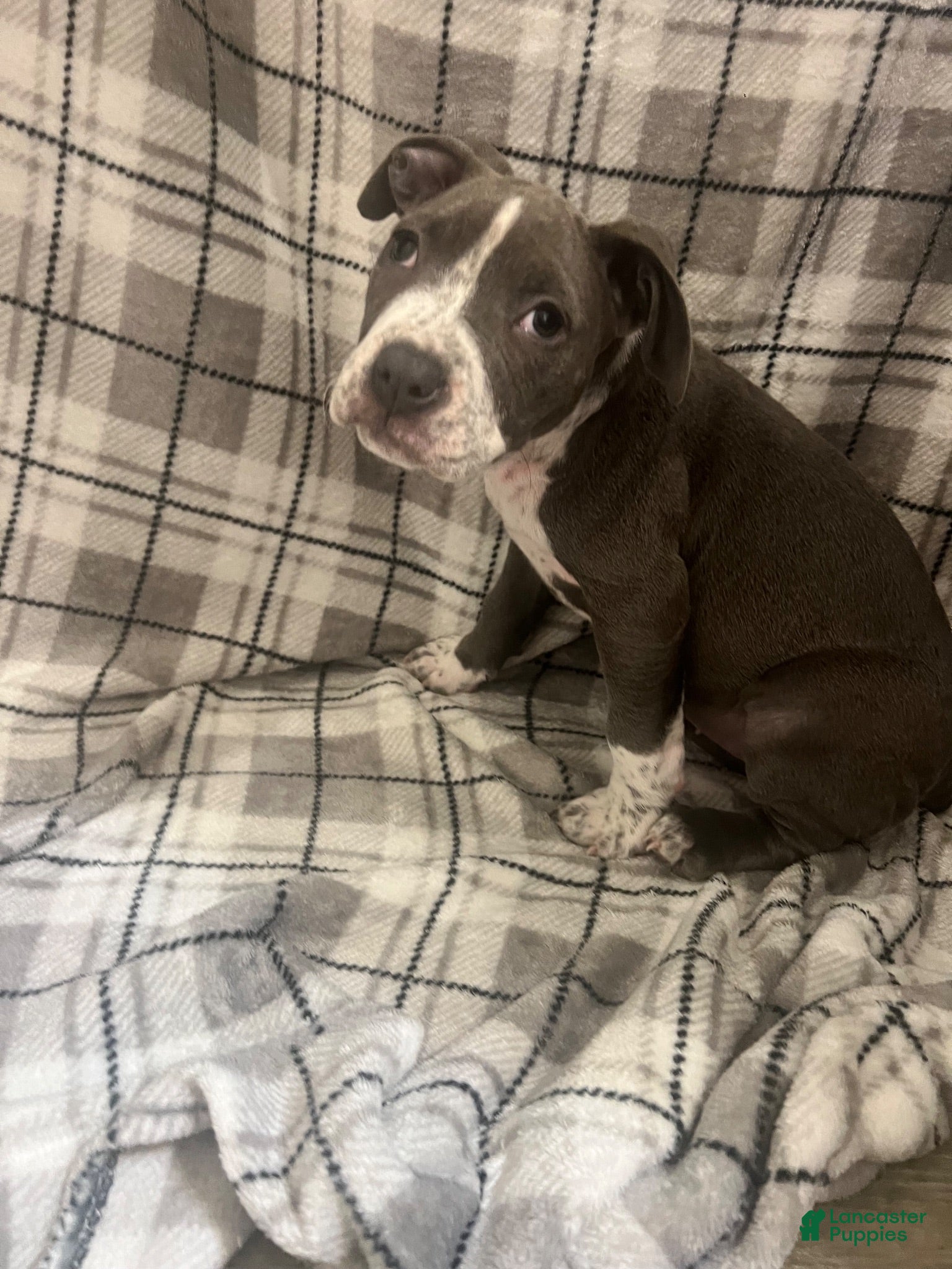 American Pit Bull Terrier dogs American Pit Bull Terrier 2 - Ad 41