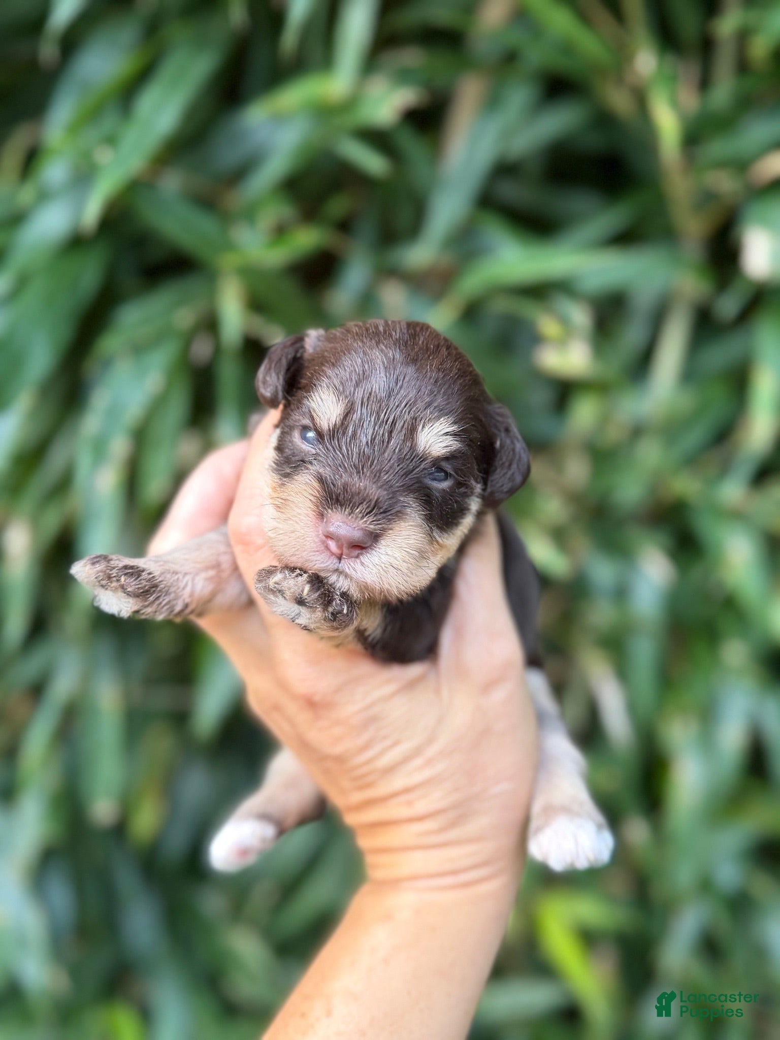 Miniature Schnauzer dogs for sale: Miniature Schnauzer 1 - Ad 4