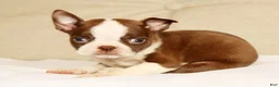 Boston Terrier dogs for sale: Peanut - Ad 4