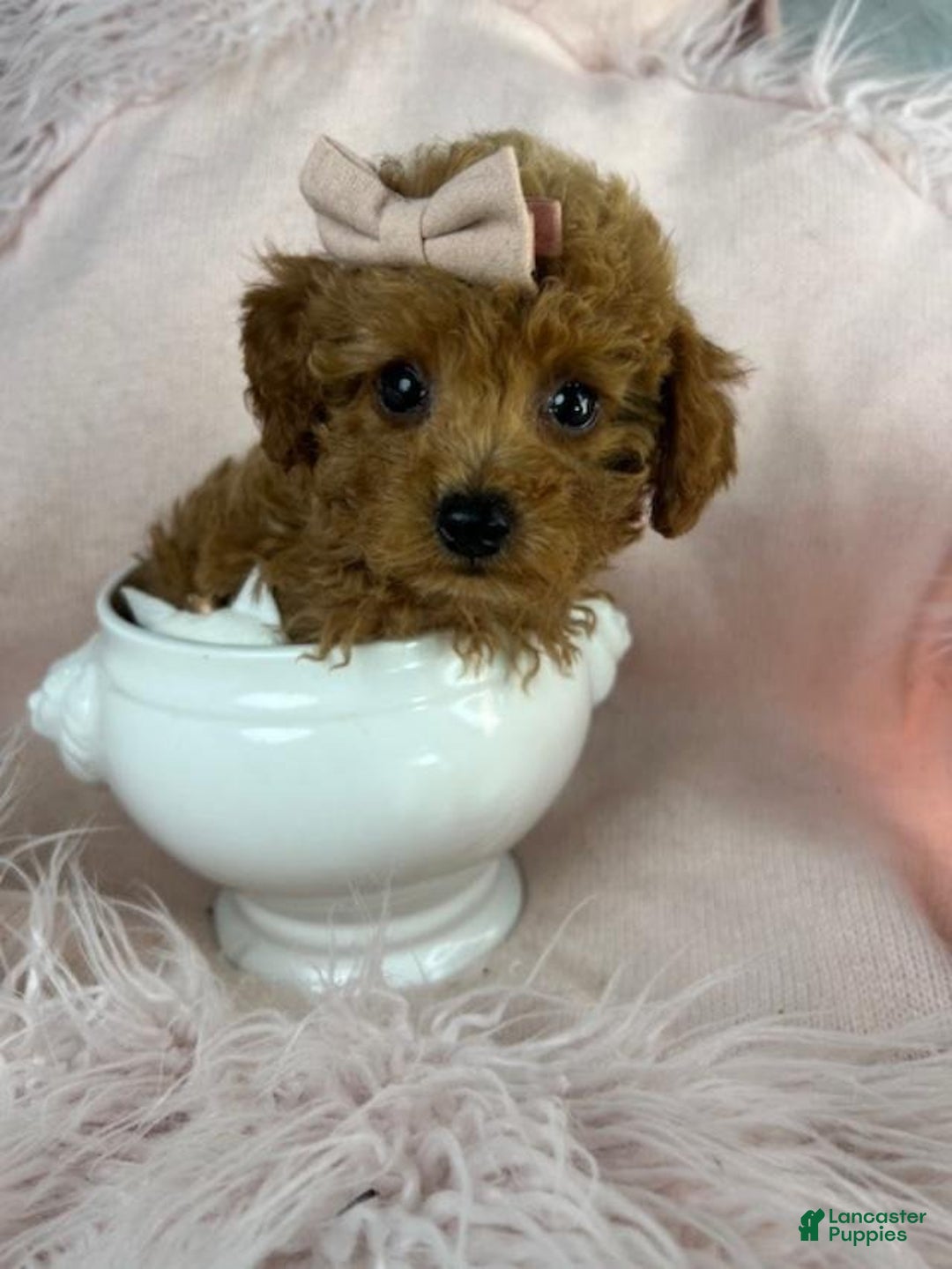 Toy Poodle dogs for sale: Meet Preciou  - Ad 2